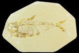 Bargain, Fossil Fish (Diplomystus) - Green River Formation #119974-1
